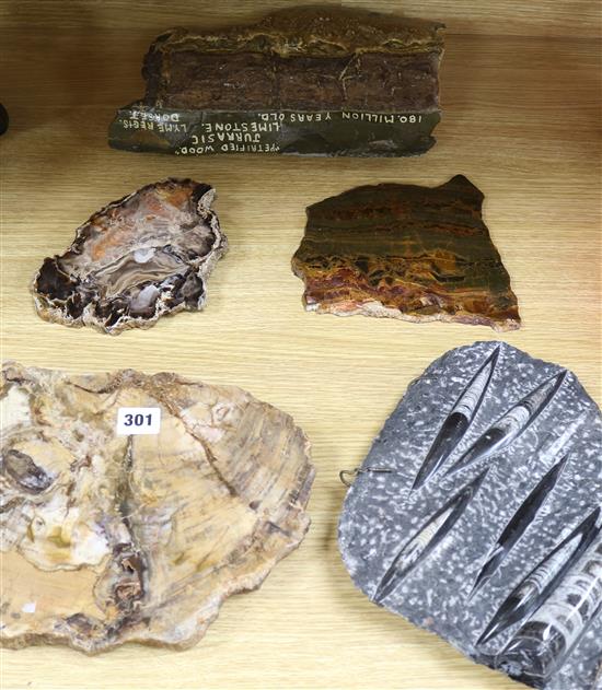 A collection of petrified wood and Jurassic limestone and a large polished fossil group of Orthoceas shells